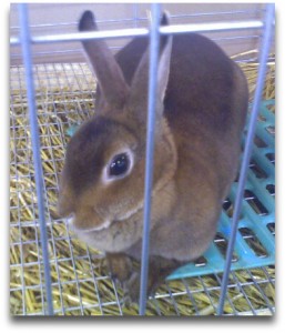 Rabbit Rabbit